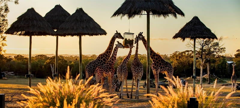 Cheap Car Rental in Dubbo Airport