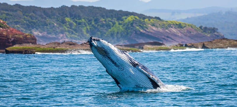 Car Hire in Merimbula