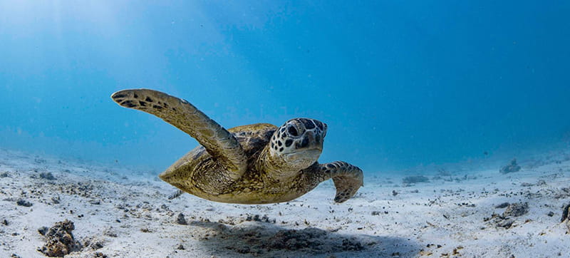 Wypozyczalnia Samochodów w Exmouth