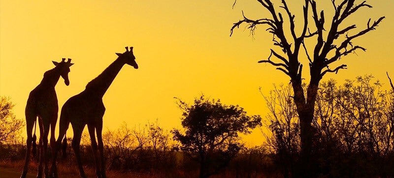 Location de Voitures à Kruger Mpumalanga